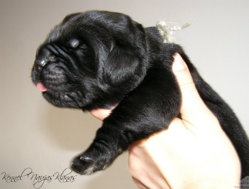 Фотография № 198942