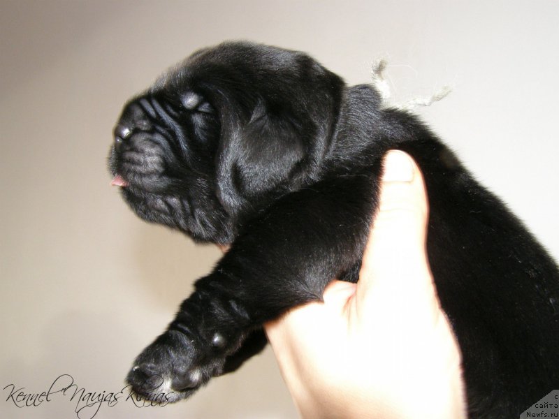 Фотография № 198943