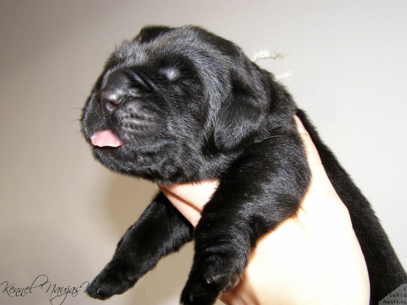 Фотография № 198944