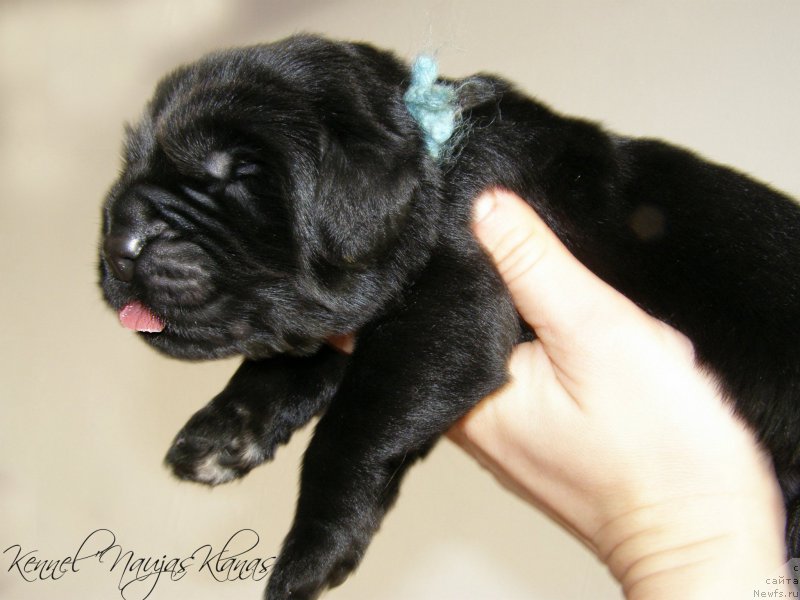 Фотография № 198946