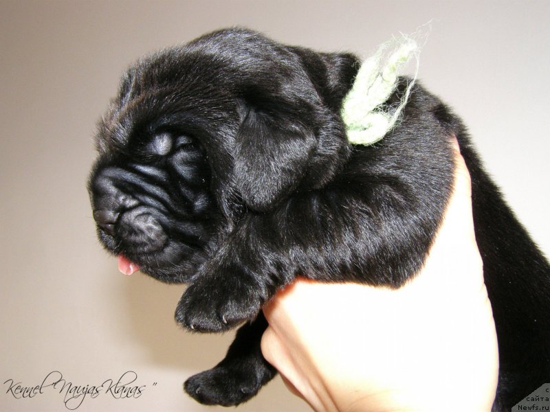 Фотография № 198947