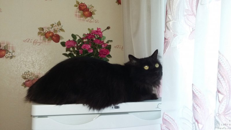 Фотография № 198962