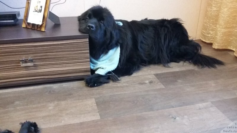 Фото: ньюфаундленд Супер Премиум Мерлин Монро