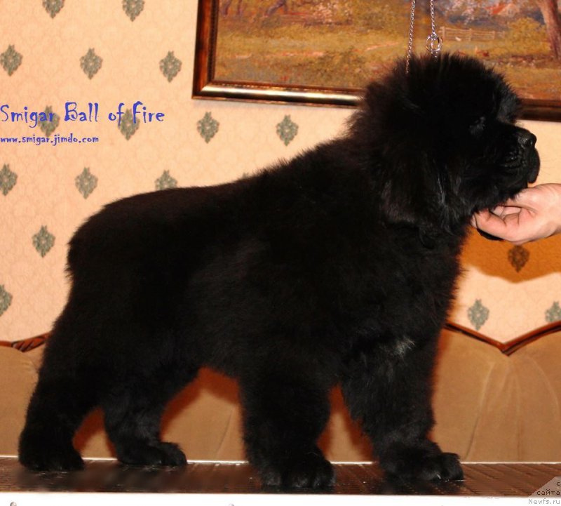Фото: ньюфаундленд Смигар Бол ов Файа (Smigar Ball of Fire)