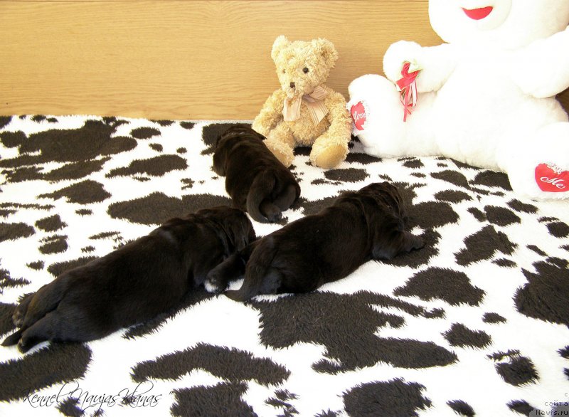 Фотография № 198977