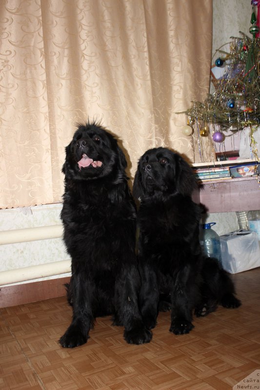 Фотография № 198982