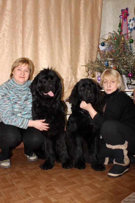 Фото: Елена Бажутина, ньюфаундленд Русская Красавица Нюра, ньюфаундленд Пьер Ливи, Елена Кузина