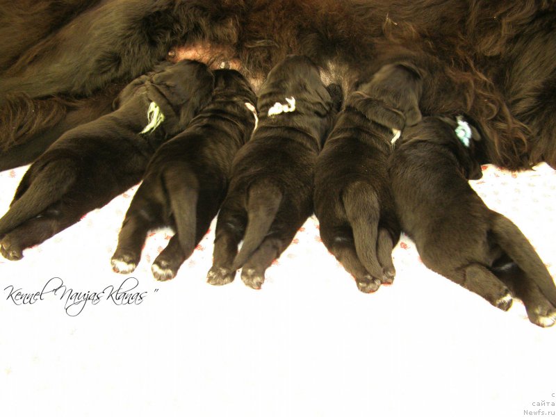 Фотография № 198985