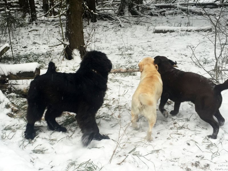 Фото: ньюфаундленд Прекрасный Принц из Коврова