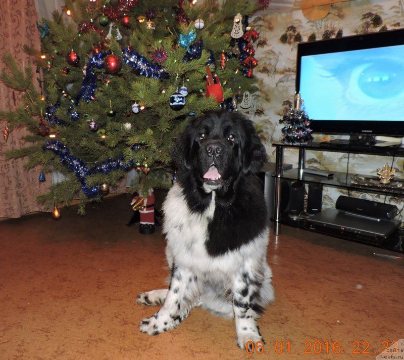 Фото: ньюфаундленд Сказочная Кроха Шампань