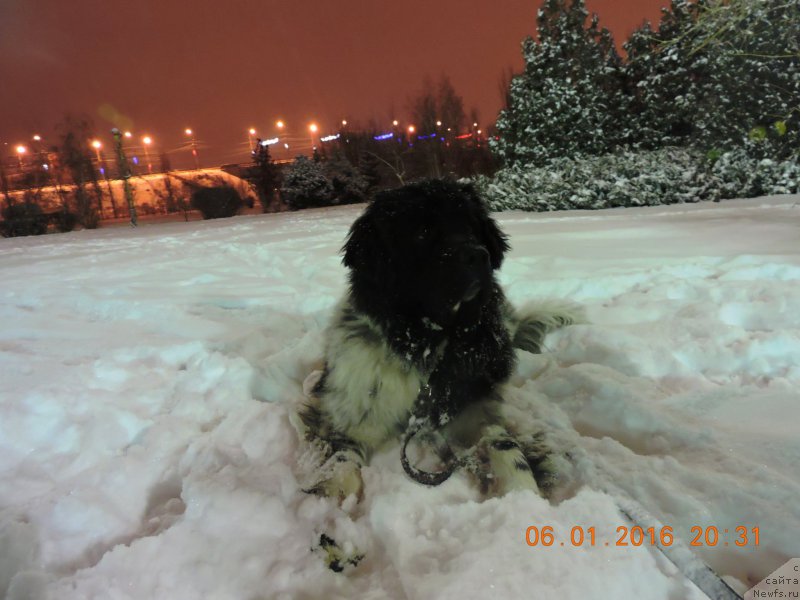 Фото: ньюфаундленд Сказочная Кроха Шампань