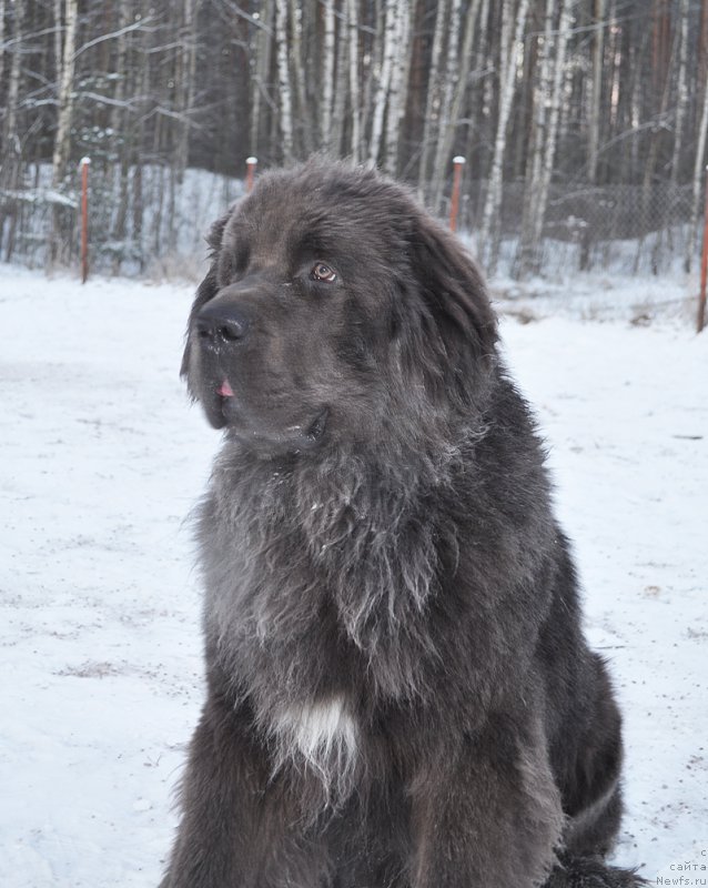 Фотография № 199001