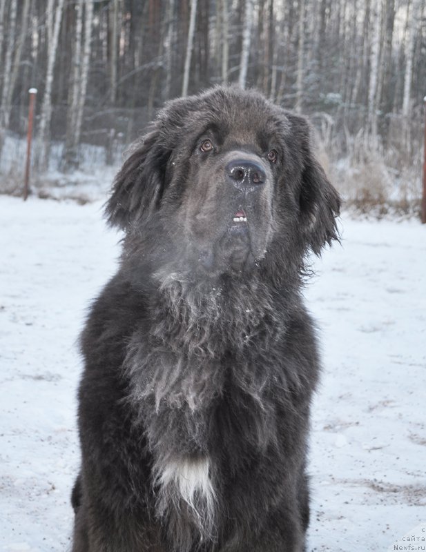 Фото: ньюфаундленд Бегущая по Волнам Антидот