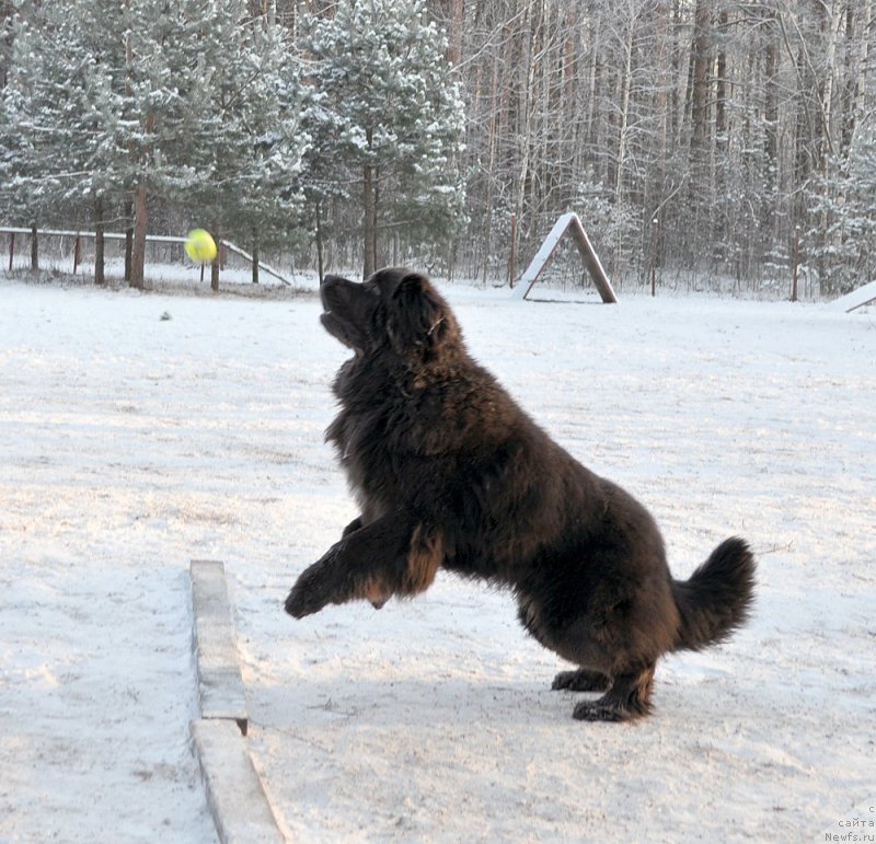 Фотография № 199005