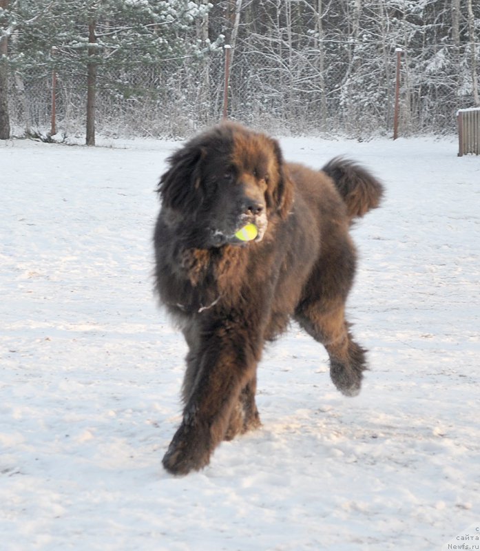 Фотография № 199008