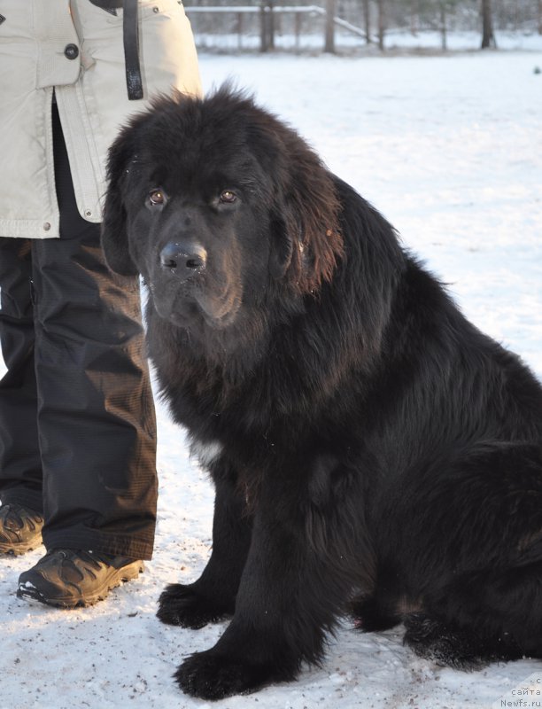 Фото: ньюфаундленд Бегущая по Волнам Вицерой (Beguschaya po Volnam Viceroy)