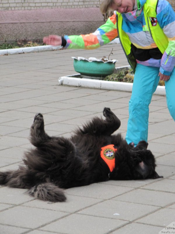 Фото: ньюфаундленд Мелти Вейв Марин Тифея (Melty Wave Marine Tifeya)