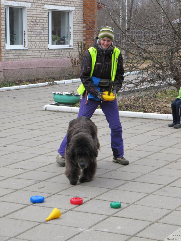 Фото: ньюфаундленд Дюрбахлер Клаб Альфаретта Виньетта, Анастасия Киреева