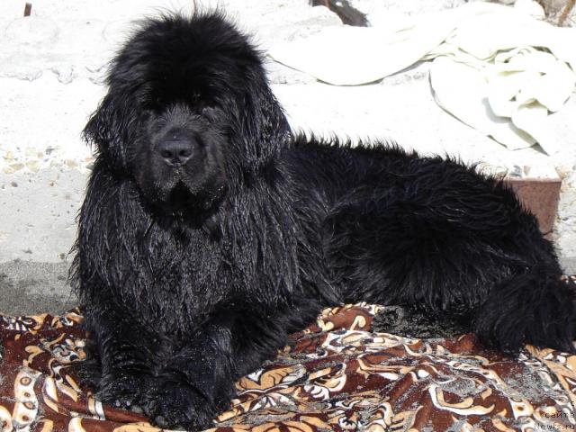 Фото: ньюфаундленд Джентли Бон из Медвежьего Яра