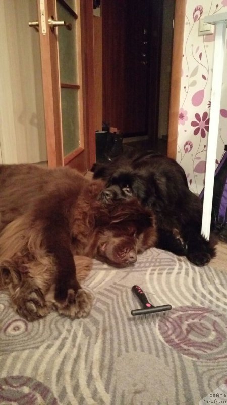 Фото: ньюфаундленд Ньюфорт Аманда Блум (Njufort Amanda Blum), ньюфаундленд Черный Шарм Ангельская Красота (Chernyi Sharm Angel'skaya Krasota)