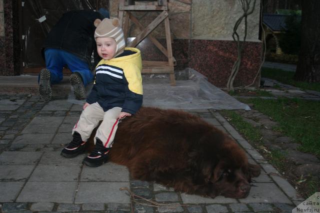 Фото: ньюфаундленд Смигар Арбат