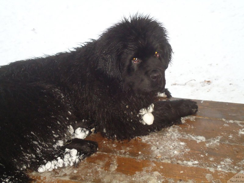 Фотография № 199042