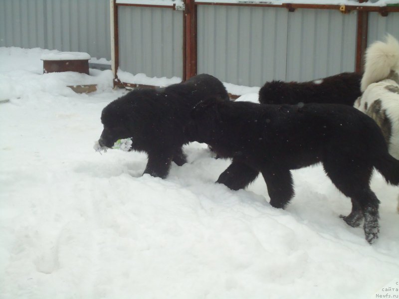 Фотография № 199052