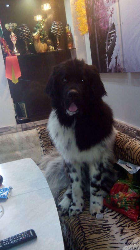 Фото: ньюфаундленд Сказочная Кроха Шампань