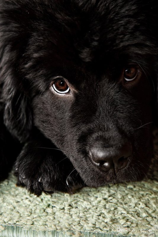 Фото: ньюфаундленд Белкондер-Клаб Бьянка Маруша (Belkonder-Club Bianca Marussia)