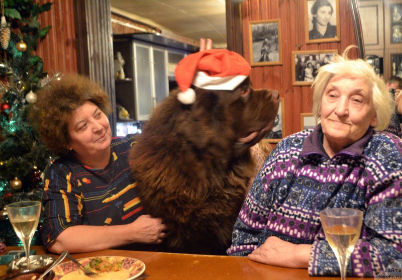 Фото: ньюфаундленд Чармер Денкам Бронз (Charmer Denkam Bronze)