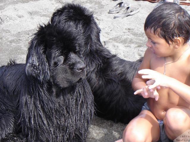 Фото: ньюфаундленд Джентли Бон из Медвежьего Яра