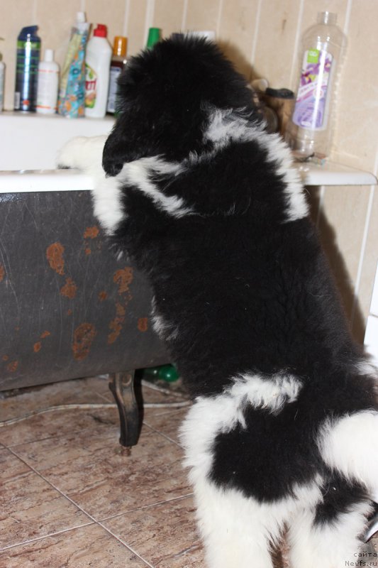 Фото: ньюфаундленд Терра Виктория Авангард