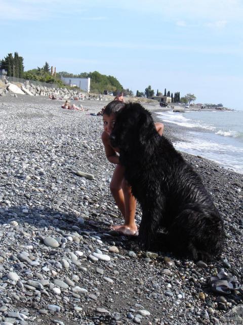 Фото: ньюфаундленд Сент Джонс Жаклин