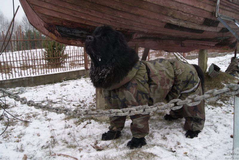 Фото: ньюфаундленд Сент Джонс Оптимус Прайм (Sent Djons Optimus Prime)