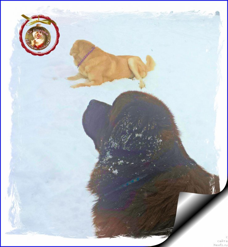 Фотография № 199104