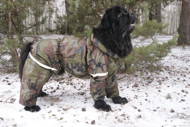 Фото: ньюфаундленд Сент Джонс Оптимус Прайм (Sent Djons Optimus Prime)