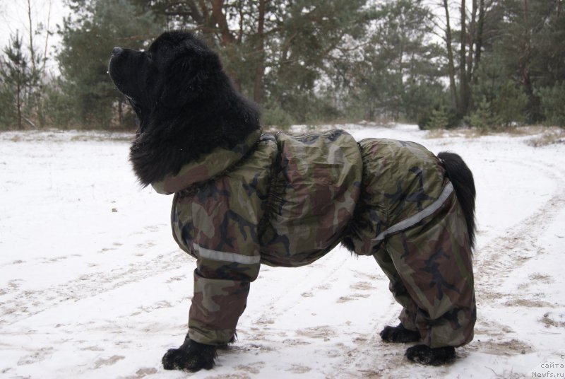 Фото: ньюфаундленд Сент Джонс Оптимус Прайм (Sent Djons Optimus Prime)