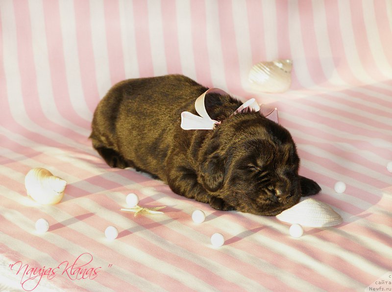 Фотография № 199109