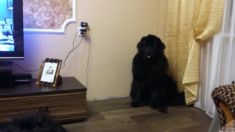 Фото: ньюфаундленд Несси Блэк с  Лесной Заимки