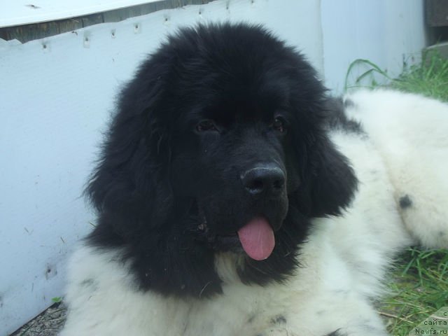 Фото: ньюфаундленд Супер Бизон Жофрей