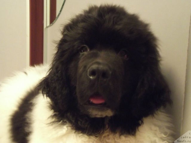 Фото: ньюфаундленд Супер Бизон Жофрей