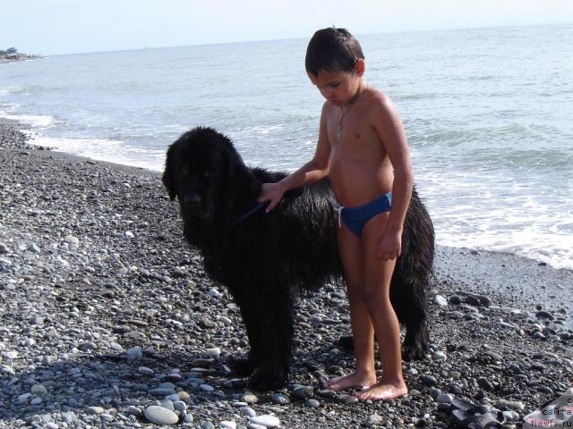 Фото: ньюфаундленд Сент Джонс Жаклин