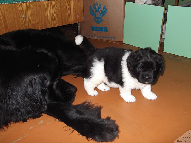 Фото: ньюфаундленд Супер Бизон Жофрей, ньюфаундленд Маг Исполин Ежевика