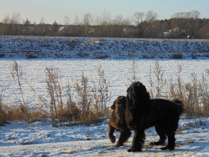 Фотография № 199126