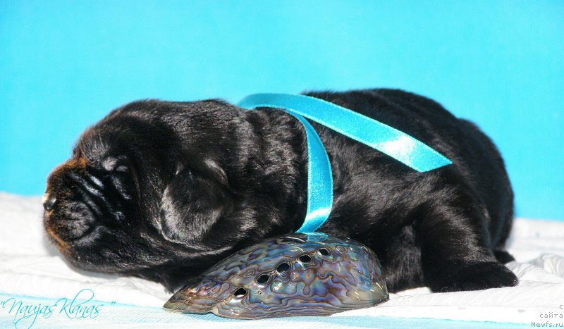 Фотография № 199129