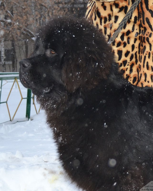 Фотография № 199131