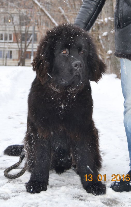 Фотография № 199133