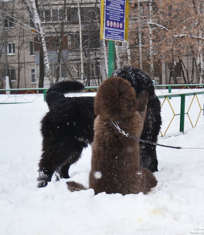 Фотография № 199134