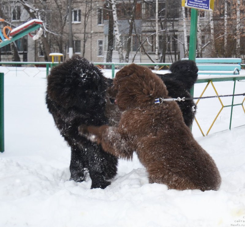 Фотография № 199135