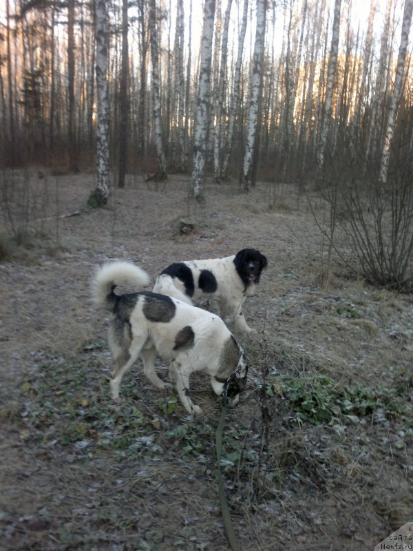 Фото: ньюфаундленд Амрита от Карельских Медведей